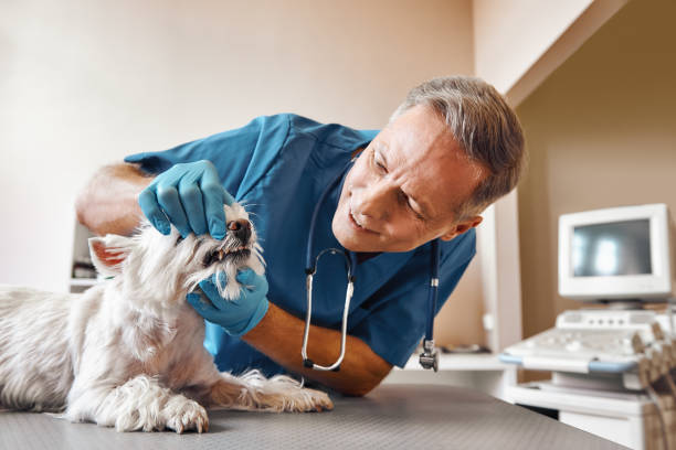 Best Broken or Chipped Tooth Repair in Bnchard, LA